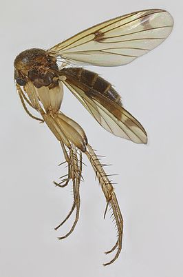 Mycetophila fraterna