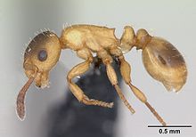 مشخصات Myrmoxenus ravouxi casent0173641 1.jpg