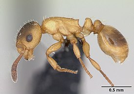 Temnothorax ravouxi