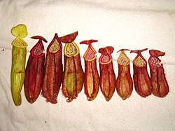 The pitchers of N. andamana (pictured) differ from those of N. suratensis in having narrower wings, a cylindrical peristome, and a smaller, ovate mouth. N. andamana.jpg