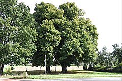 2 linden trees with wayside shrine Alfhausen