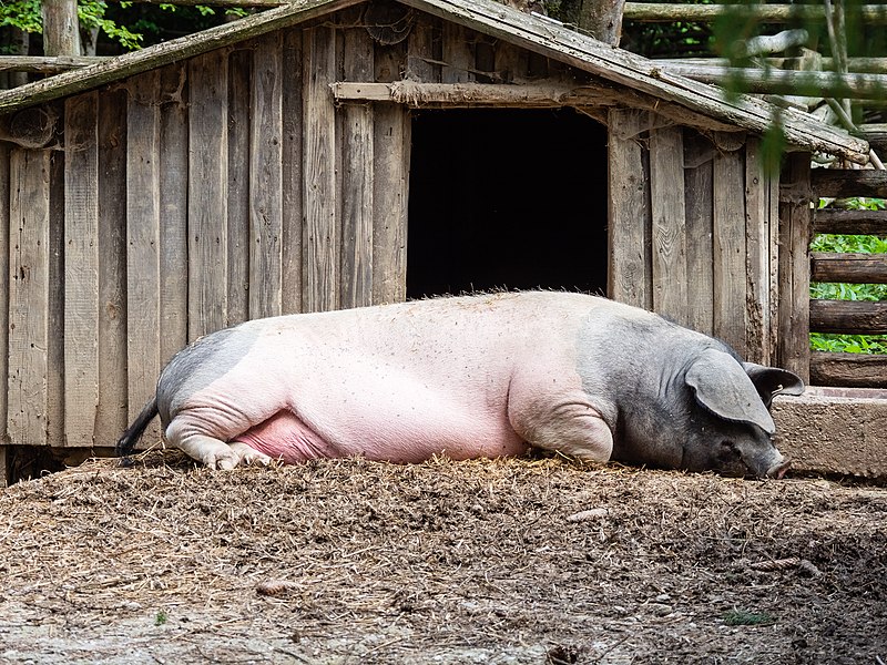 File:Nabburg Freilandmuseum Schweinestall-20190823-RM-135959.jpg