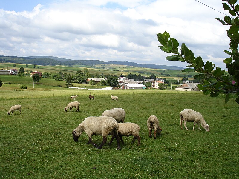 File:Nagórzany (Gmina Bukowsko) górna część 2009.JPG