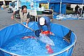 2016年4月24日 (日) 10:59時点における版のサムネイル