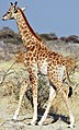 Namibie Etosha Girafe 04.jpg