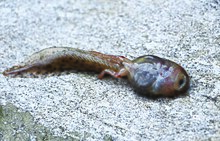 Tadpole undergoing metamorphosis Nanorana liebigii tadpole from Manaslu Conservation Area, Nepal.jpg