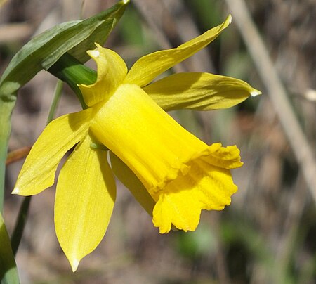 Narcissus longispathus.jpg