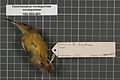 Naturalis Biodiversity Center - RMNH.AVES.133615 2 - Toxorhamphus novaeguineae novaeguineae (Lesson, 1827) - Meliphagidae - bird skin specimen.jpeg