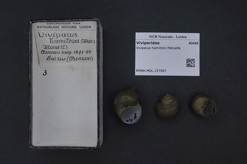 File:Naturalis Biodiversity Center - RMNH.MOL.157067 - Viviparus hamiltoni Metcalfe - Viviparidae - Mollusc shell.jpeg