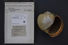 Pila speciosa shell Naturalis Biodiversity Center - RMNH.MOL.157758 - Pila speciosa (Philippi, 1849) - Ampullariidae - Mollusc shell.jpeg