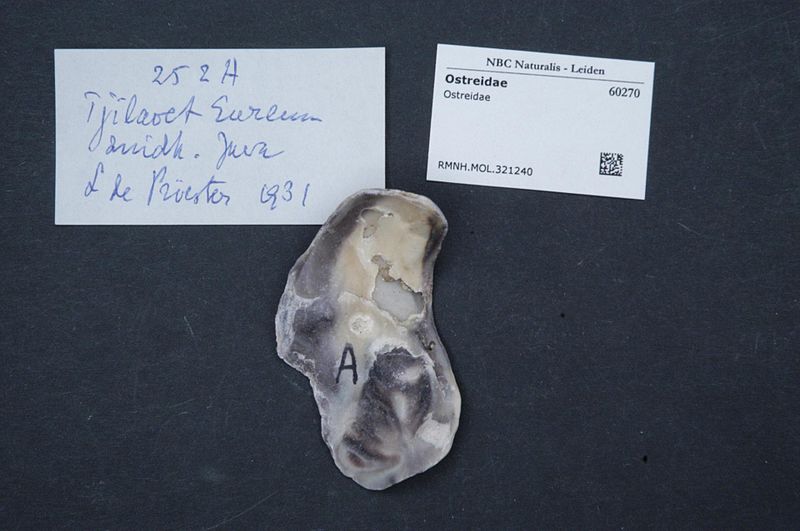 File:Naturalis Biodiversity Center - RMNH.MOL.321240 - Ostreidae - Ostreidae - Mollusc shell.jpeg