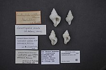 Naturalis биоалуантүрлілік орталығы - ZMA.MOLL.349986 - Coralliophila scala (Адамс, 1853) - Coralliophilidae - Mollusc shell.jpeg