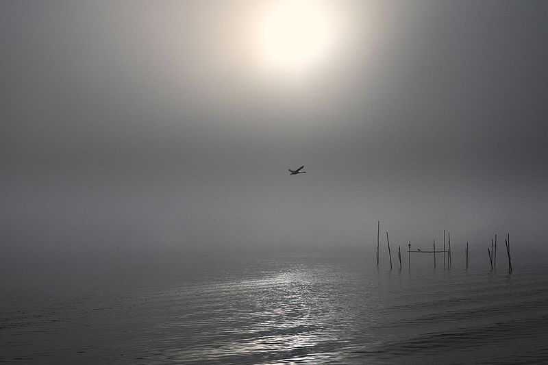 File:Nebel überm Müggelsee-1.jpg