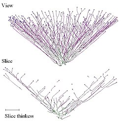 Development of the cone like structure (view above, slice below) Neighbour Sensing model cone.jpg