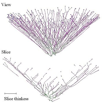 Neighbour-sensing model