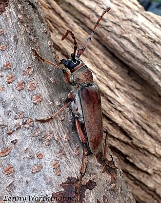 side view Neoplocaederus obesus (Gahan,1890) Cashew Stem Borer 45 mm Cerambycidae Cerambycinae Cerambycini (16240724641).jpg