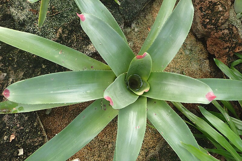 File:Neoregelia cruenta kz01.jpg