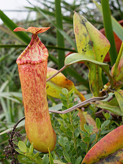 <i>Nepenthes sumagaya</i> Species of pitcher plant from the Philippines