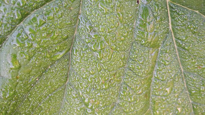 Leaf veins