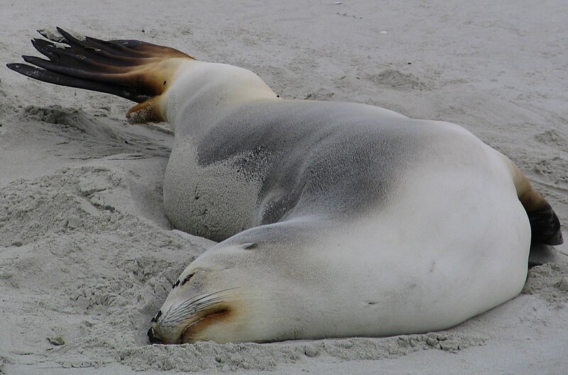 File:New Zealand Sea Lion, Victory Beach, Otago, NZ.jpg