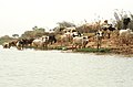 Niger3.jpg