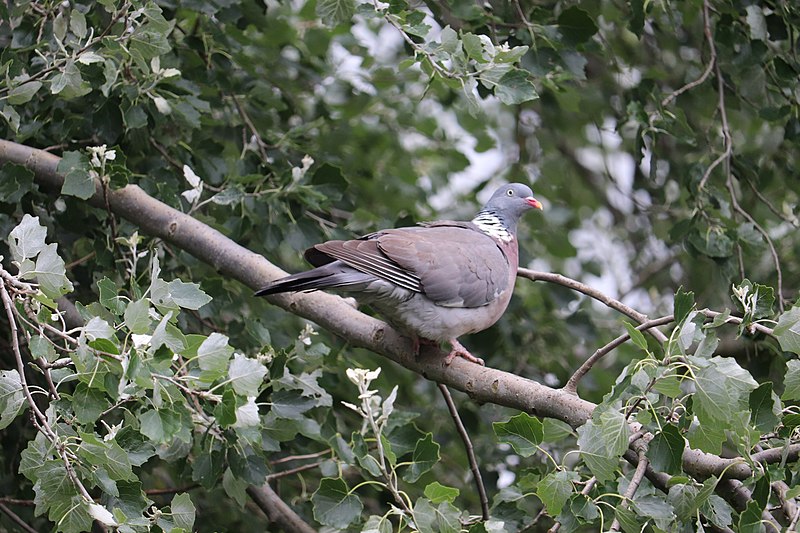 File:Noordwijk - Houtduif (Columba palumbus).jpg