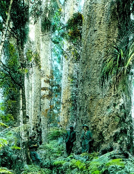 File:North Auckland Kauri Forest Lantern Slide c1890 - c1910 (17832403125).jpg