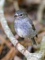 North Island Robin