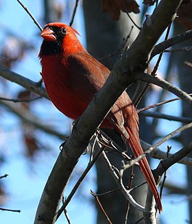 Northern Cardinal Male-27527-2.jpg