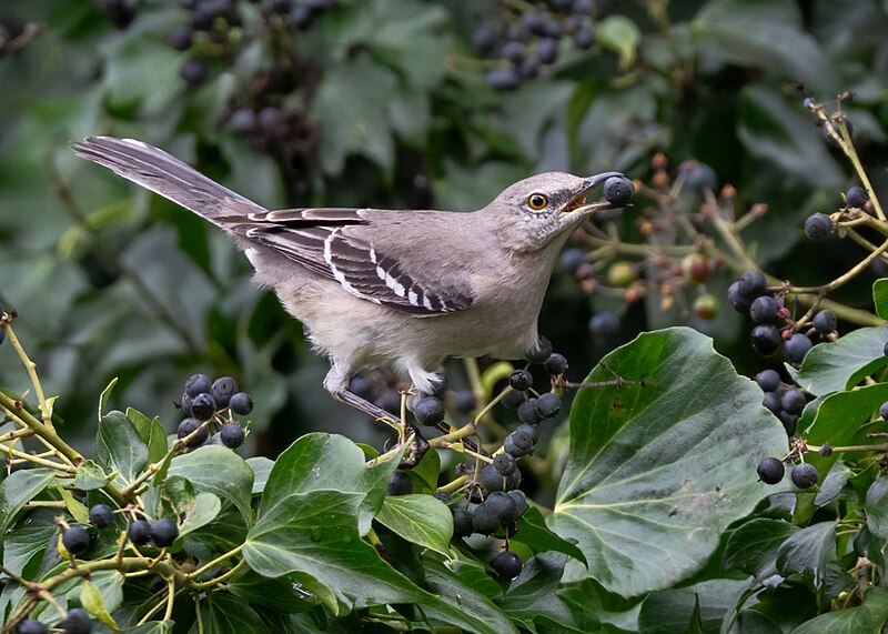 File:Northern Mockingbird (53514239548).jpg