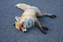 Red fox Norwegian Red Fox - Killed on the road P1.JPG