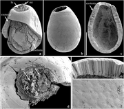 fossilized seed of Notonuphar Notonuphar antarctica seeds.webp