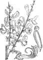 Cytisus scoparius Zajčji lákotnik (as syn. Sarothámnus vulgáris) plate 493 in: Martin Cilenšek: Naše škodljive rastline Celovec (1892)