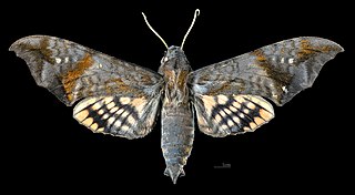 <i>Nyceryx hyposticta</i> Species of moth