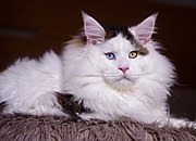 norwegian forest cat colors