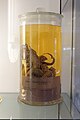 Octopus vulgaris (commons octopus), spirit tour, Natural History Museum, London 20.JPG