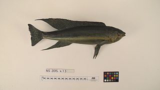 <i>Odax</i> Genus of fishes
