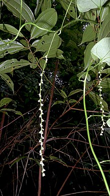 Odontocarya vitis (Vell.) J.M.A Braga (19734094590) .jpg