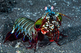 <i>Odontodactylus scyllarus</i> Species of mantis shrimp