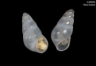 <i>Odostomia kromi</i> Species of gastropod