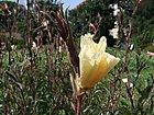Oenothera odorata 1-OB9.jpg