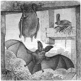desenho de um morcego da espécie Plecotus auritus