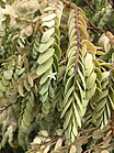 Olax phyllanthi Mt Adelaide Albany.jpg