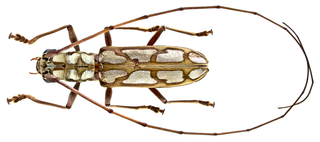 <i>Olenecamptus quadriplagiatus</i> Species of beetle