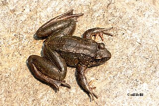 <i>Ombrana</i> Genus of amphibians