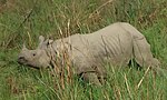 Thumbnail for File:One horn Rhino the pride of nepal.JPG