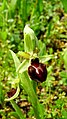 Ophrys sphegodes Germany - Iffezheim