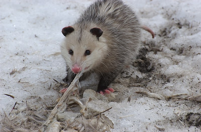 File:Opossum 2008-02-17.jpg