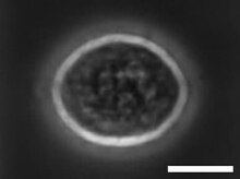 پرونده: OpticalStretcher-CellDeformationPhaseContrast.ogv