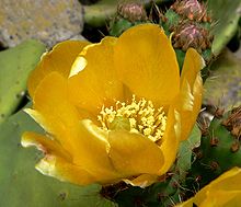 Fleur d'Opuntia ficus-Indica.